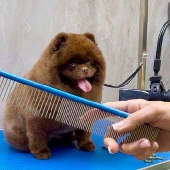 גרומרים/ספרים