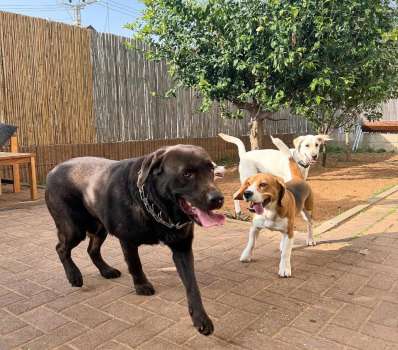 פנסיונים לחיות