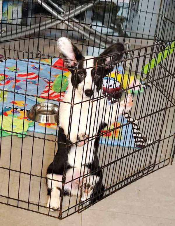 וולש קורגי קרדיגן