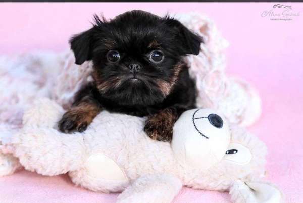 גריפון  בלגי