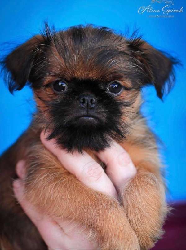 גריפון בריסלאי