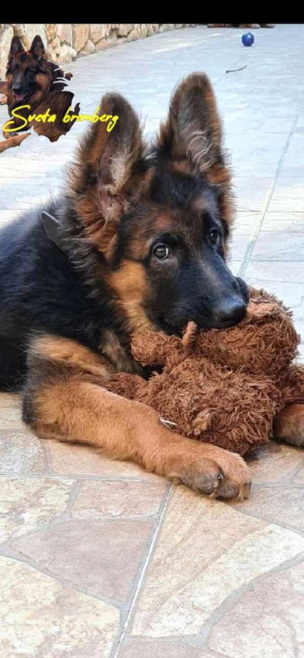 רועה גרמני שיער ארוך