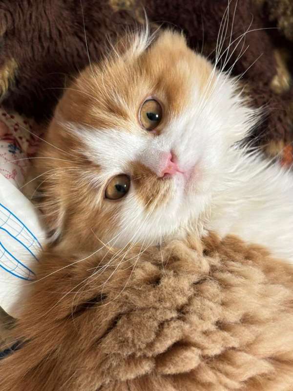 Шотландская вислоухая