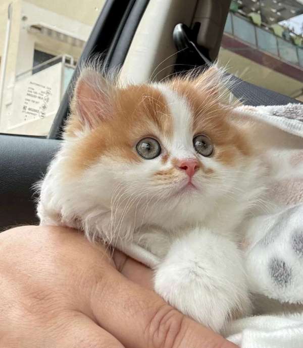 סקוטי סטרייט בית גידול Sweet Angel