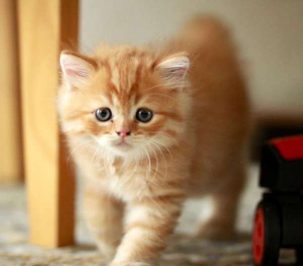 סקוטי סטריט