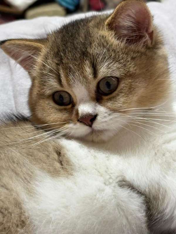 סקוטי סטריט