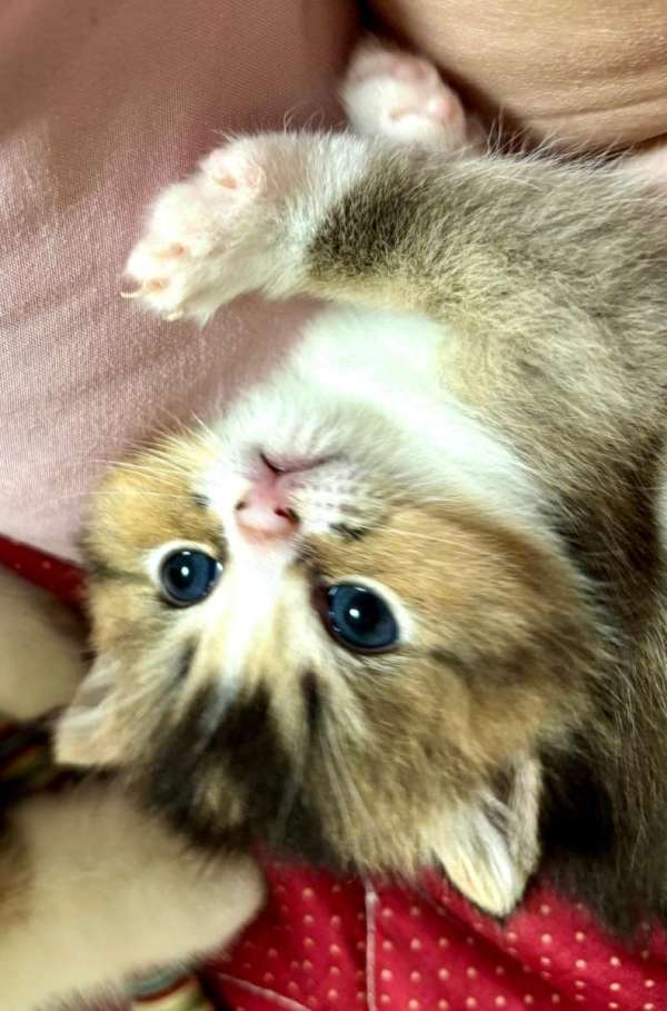 סקוטי סטרייט