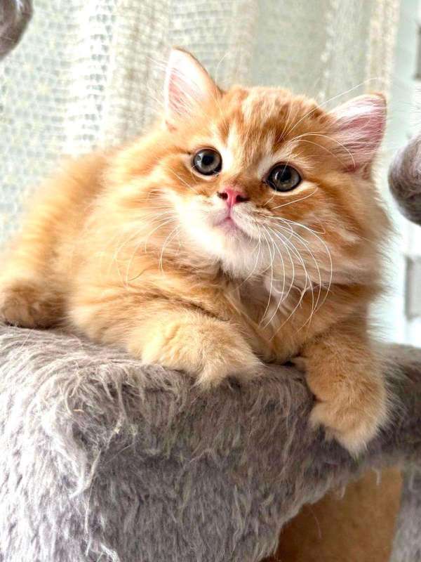 סקוטי סטרייט