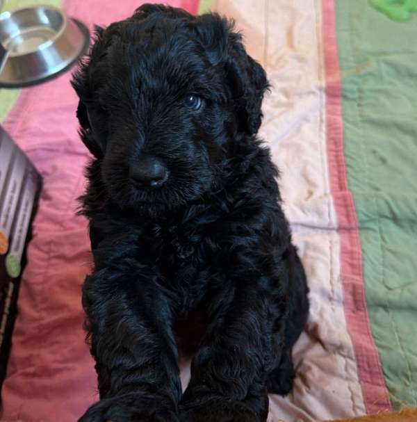 טרייר רוסי שחור