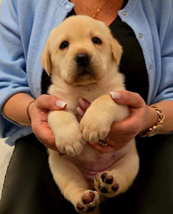 לברדור רטריבר