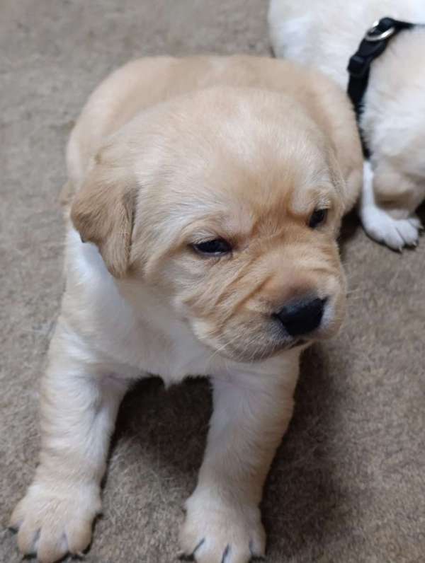 לברדור רטריבר