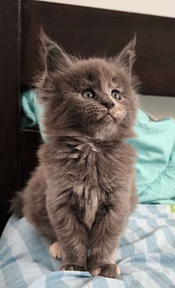 בית גידול CoonAngeles