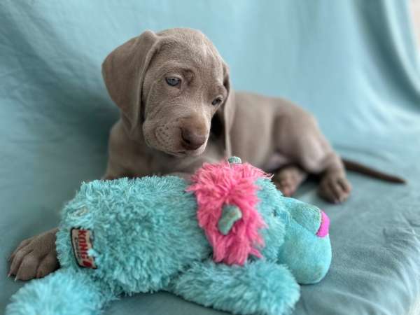 גורי וימרנר