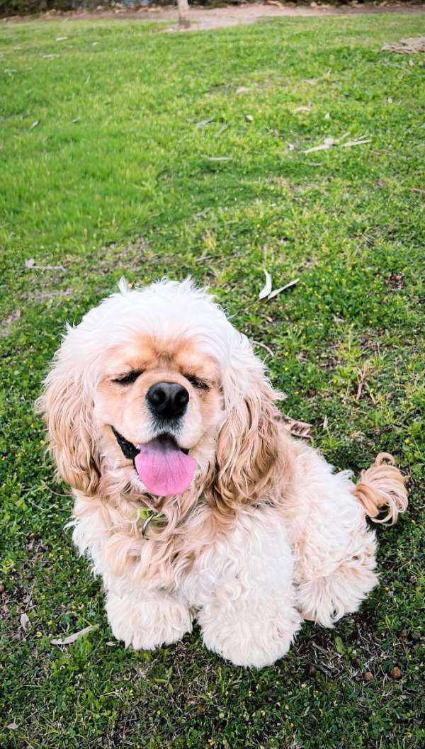 אולגה חוליס