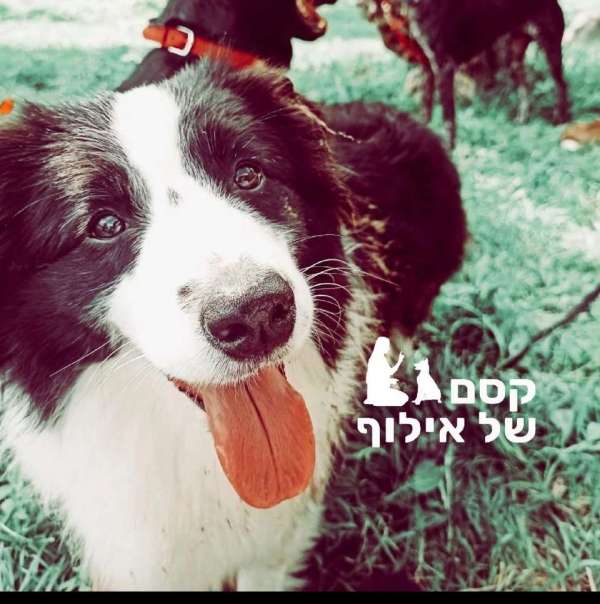 קסם של אילוף